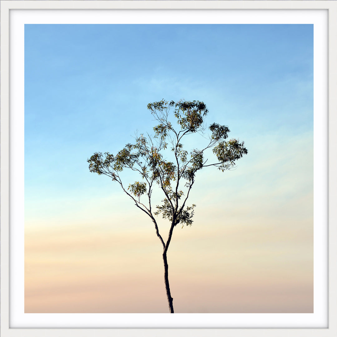Gumtree on a Sunset Sky - SQUARE