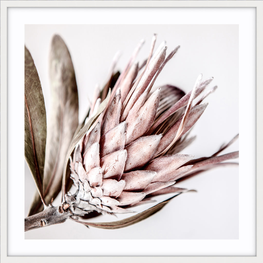 Native I - SQUARE (lighter version)