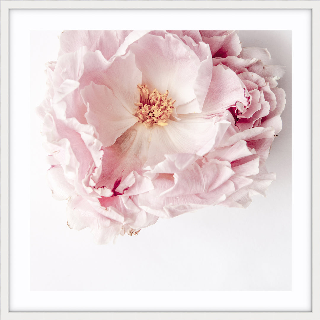 Full Bloom Peony I - SQUARE