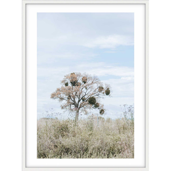Mistletoe II
