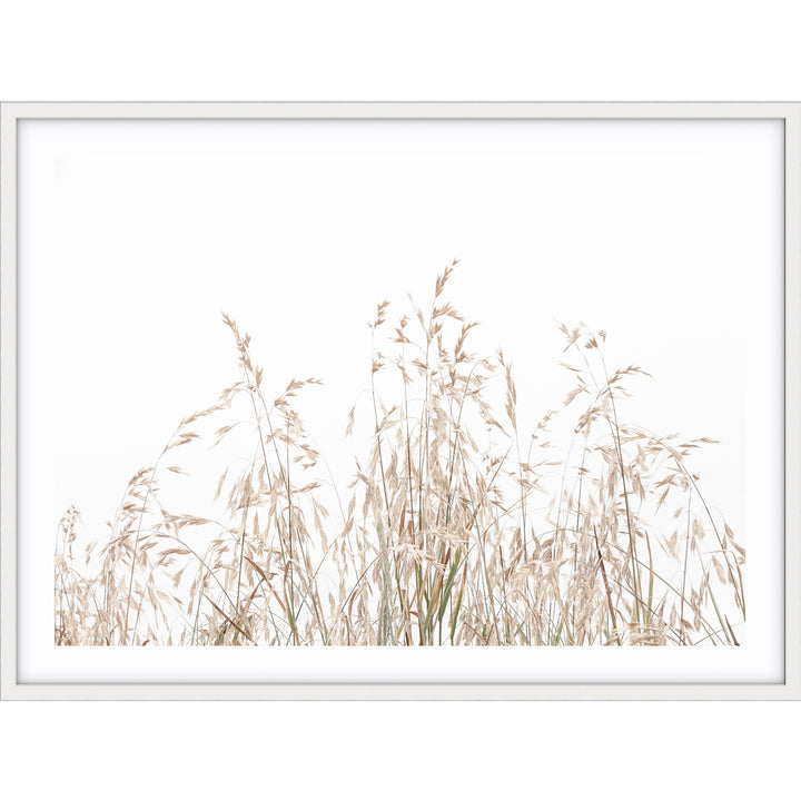Country Grass no.1 - LS