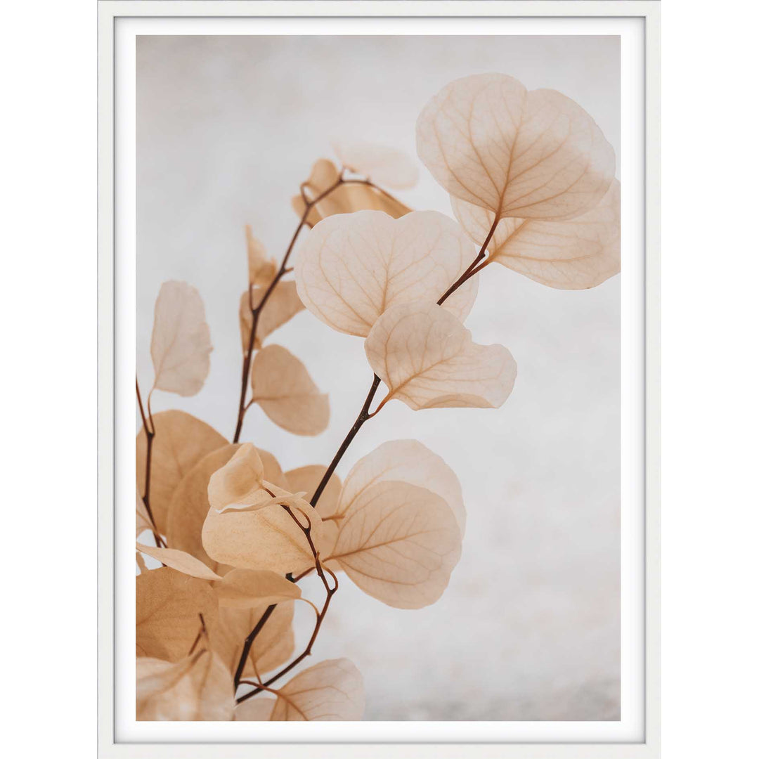 Dried Eucalyptus no.6  - Light