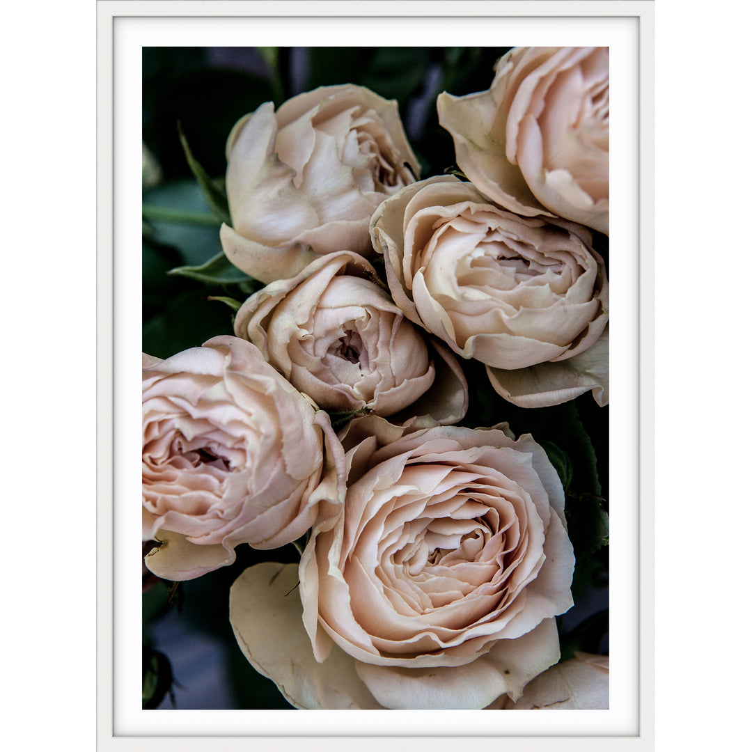 Vintage Rose I