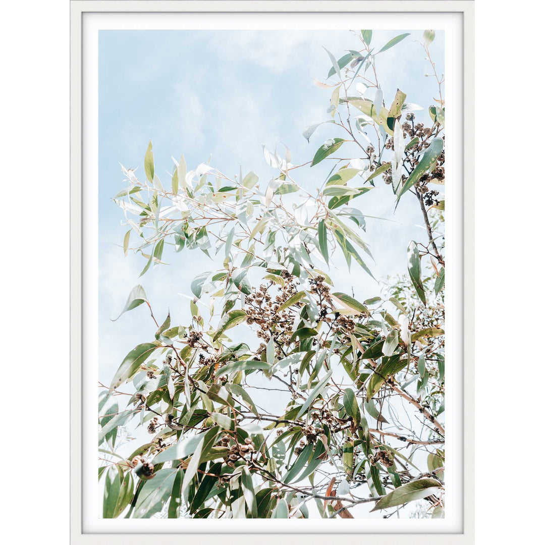 Eucalyptus Tree - Frazer Beach