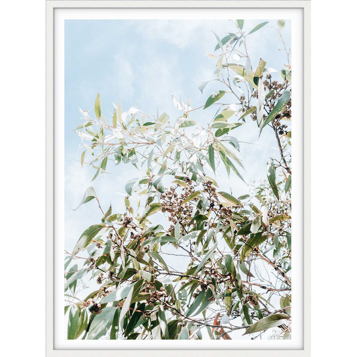 Eucalyptus Tree - Frazer Beach
