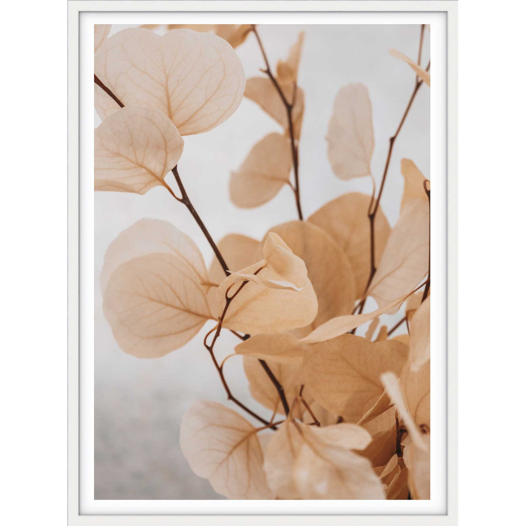 Dried Eucalyptus no.5  - Light