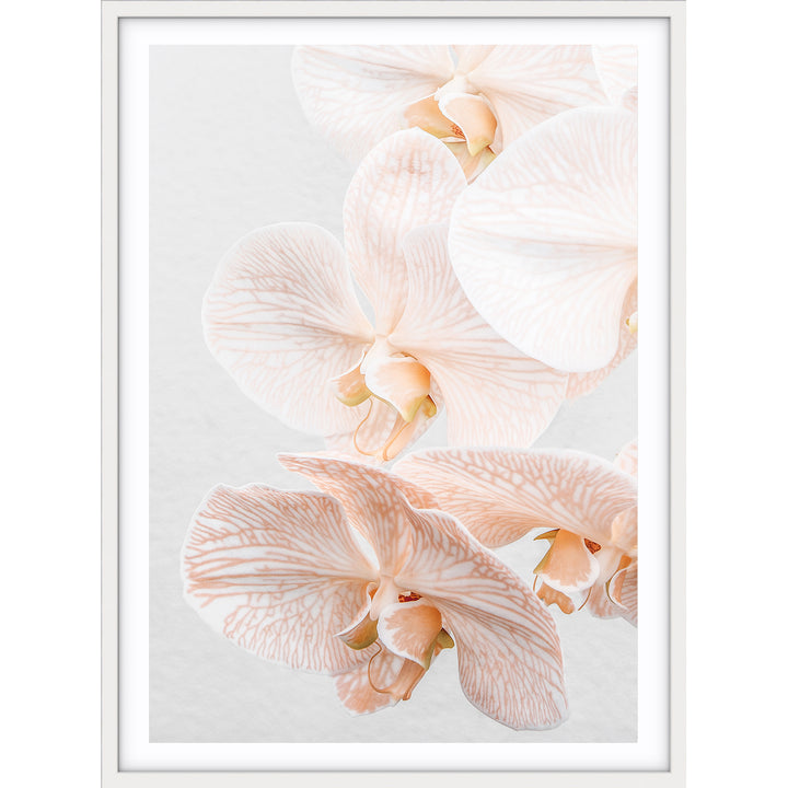 Orchid III