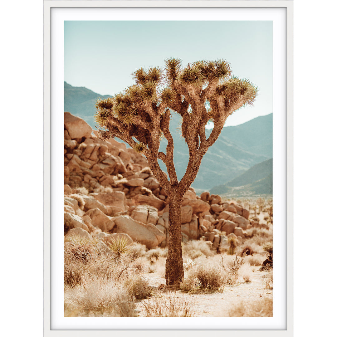 Joshua Tree no.1