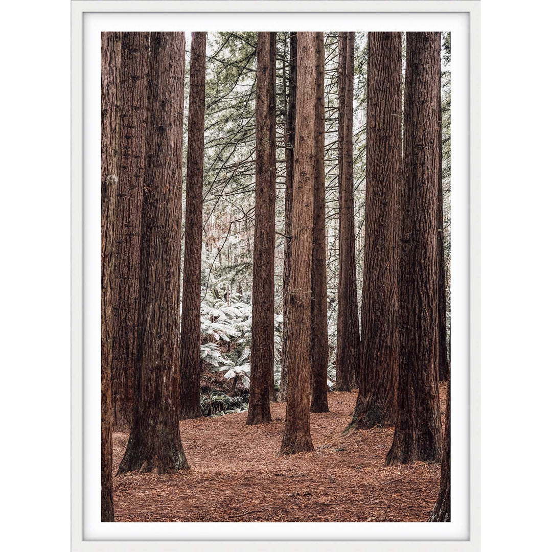 Californian Redwoods no.2 - The Otways