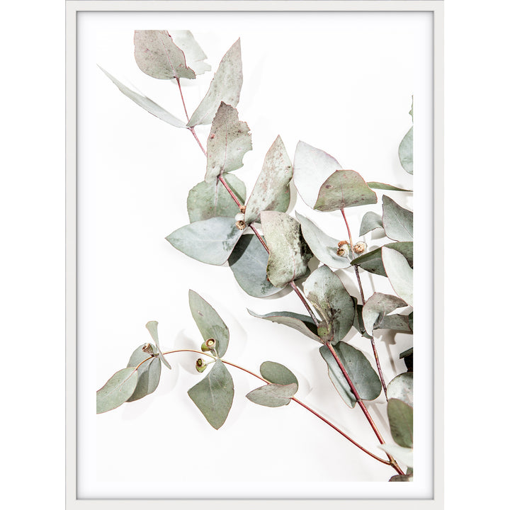 Eucalyptus Leaves no.1
