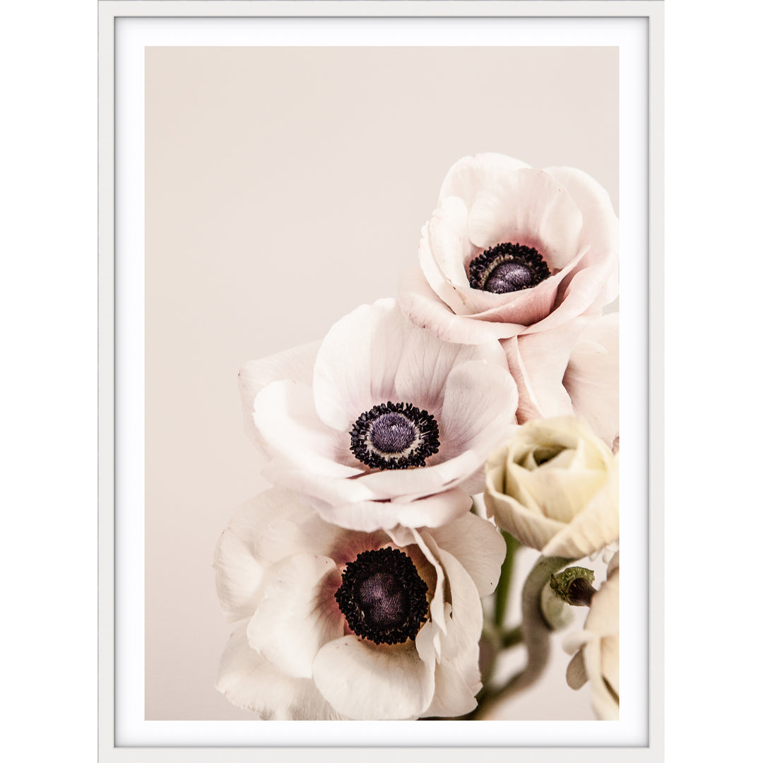 Anemones II