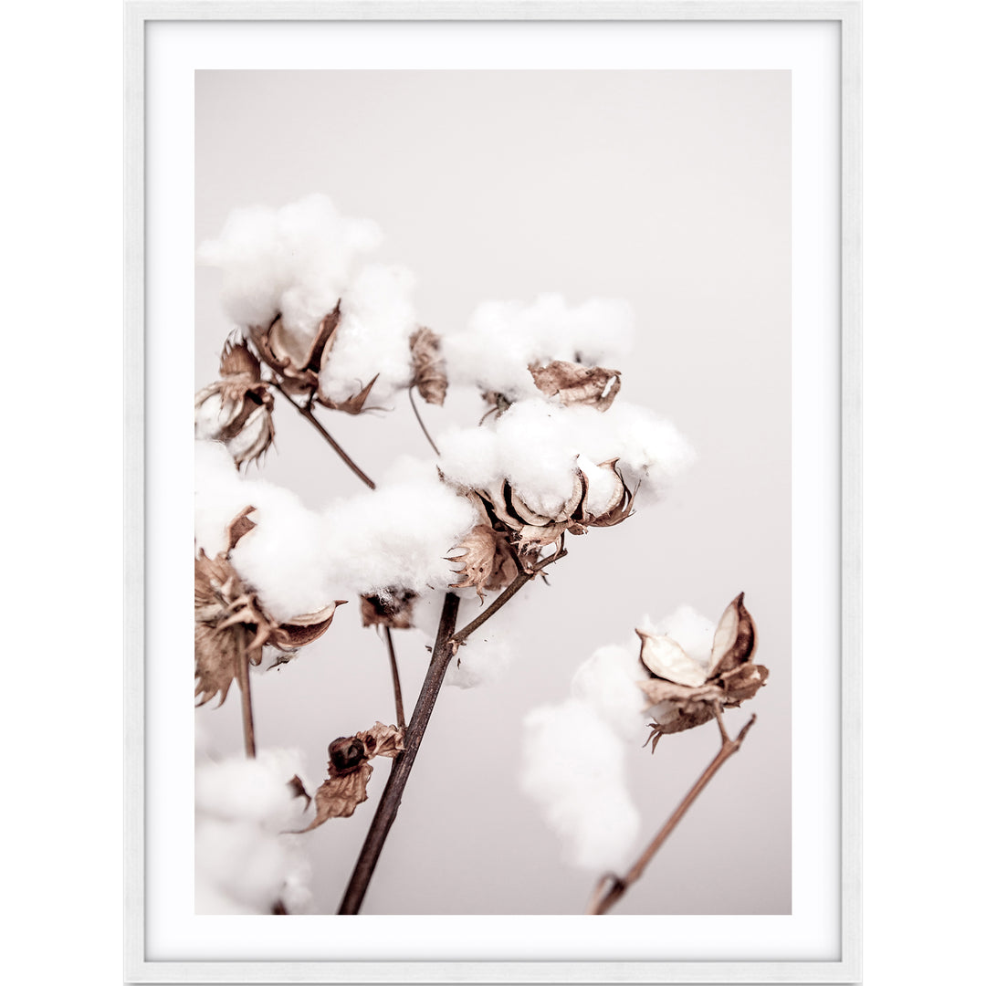 Cotton Plant