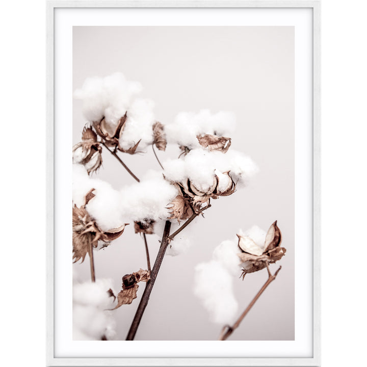 Cotton Plant