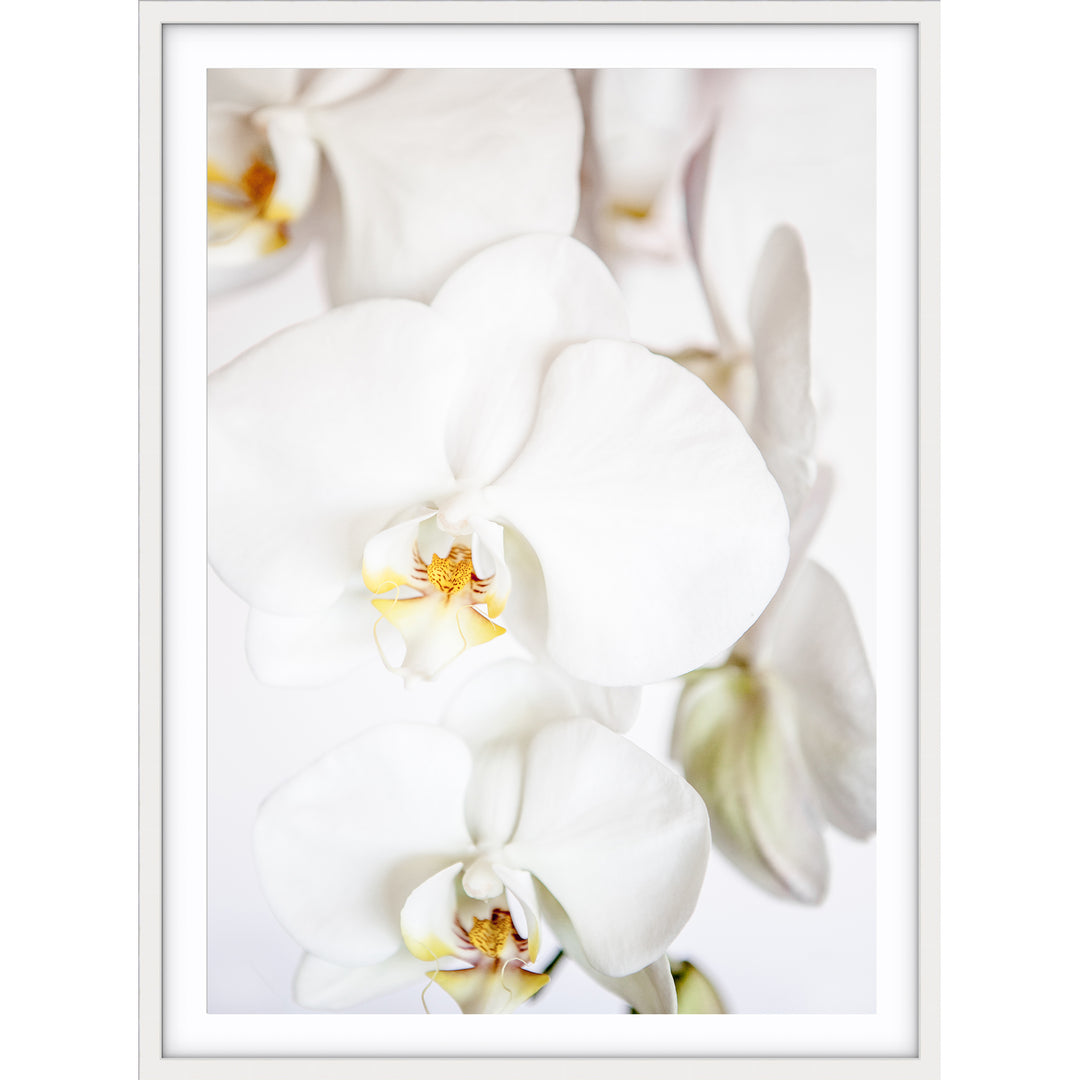 Orchid II