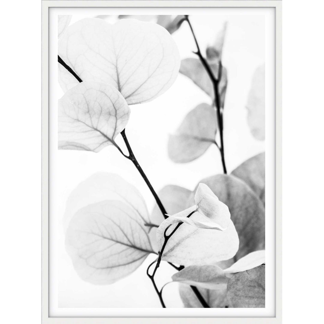 Dried Eucalyptus I - B&W