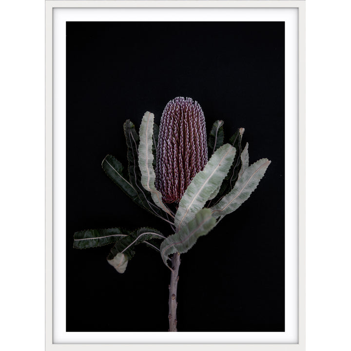 Dark Banksia I