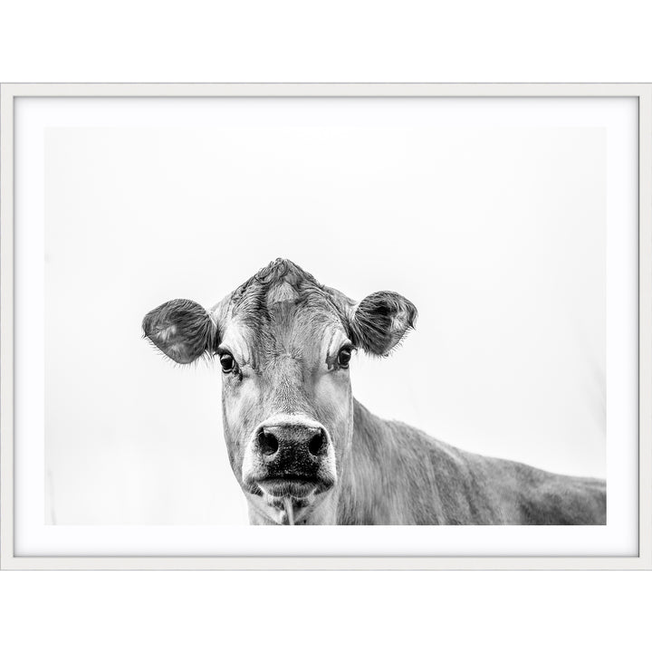 Jersey Cow B+W