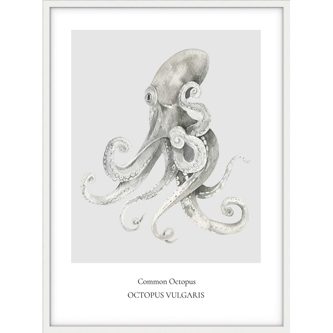 Common Octopus