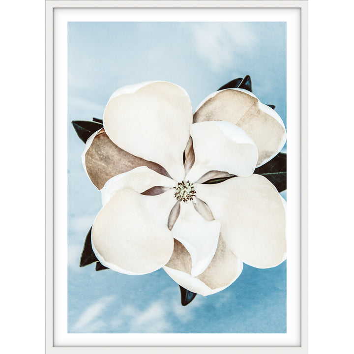 Magnolia On Blue