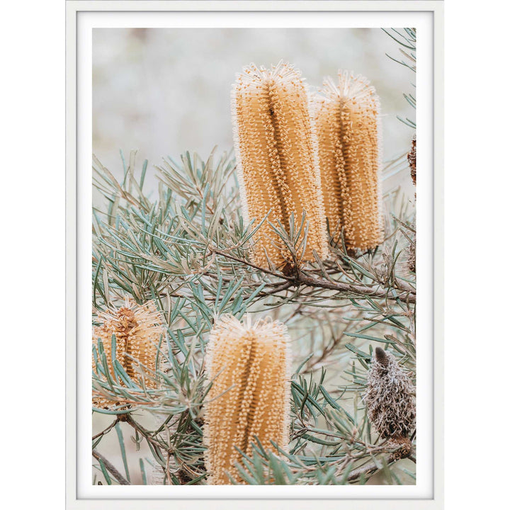 Banksia I - Frazer Beach