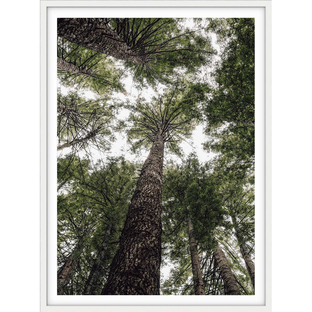 Californian Redwoods no.1 - The Otways