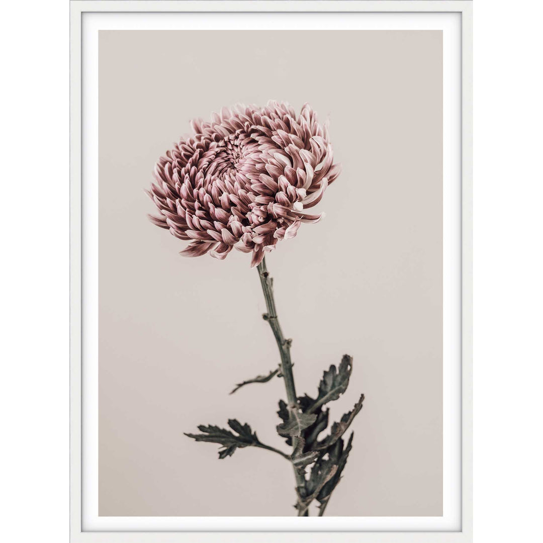 Vintage Chrysanthemums II