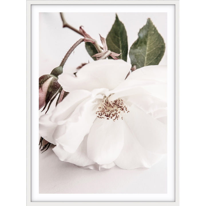 White Rose II