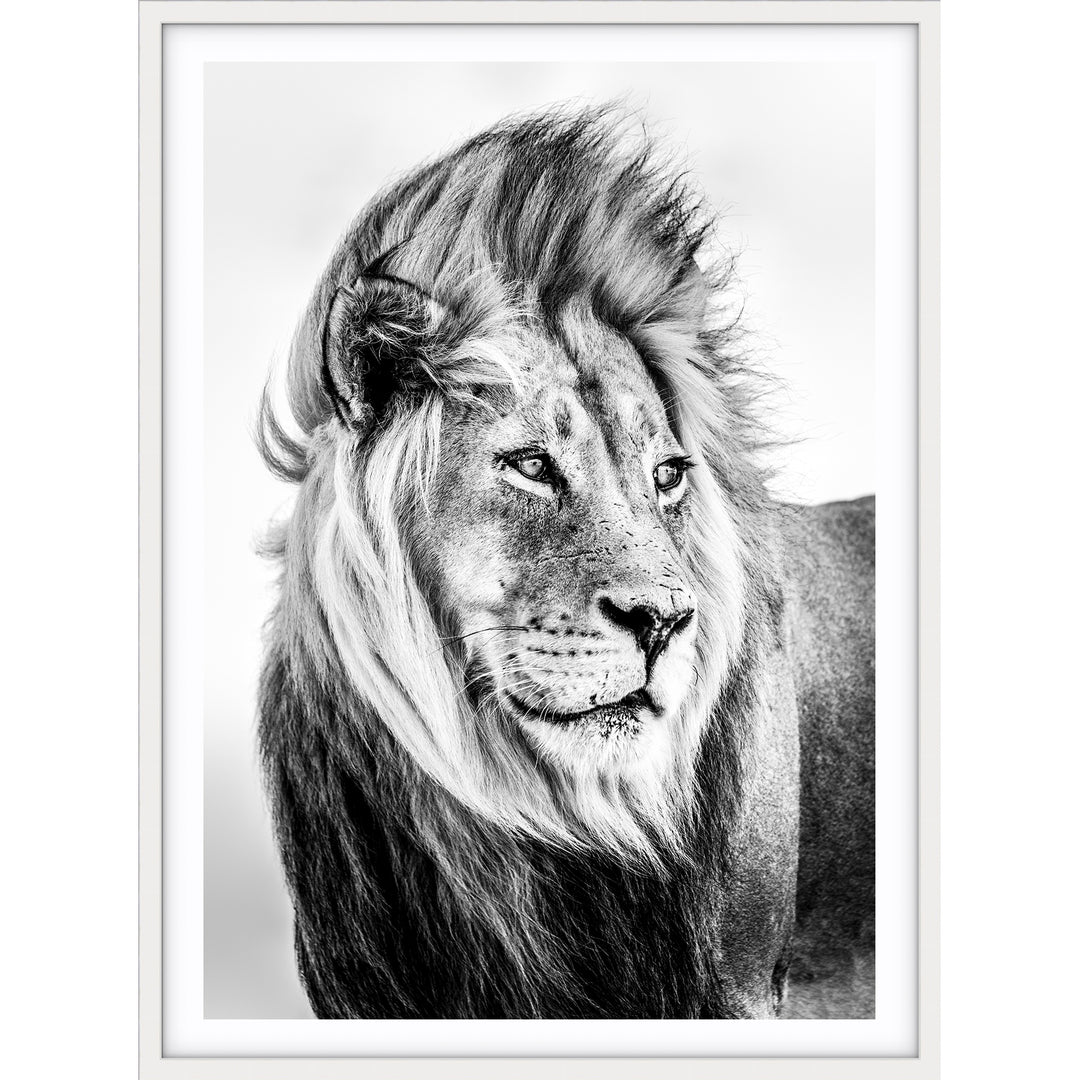 Lion - B&W