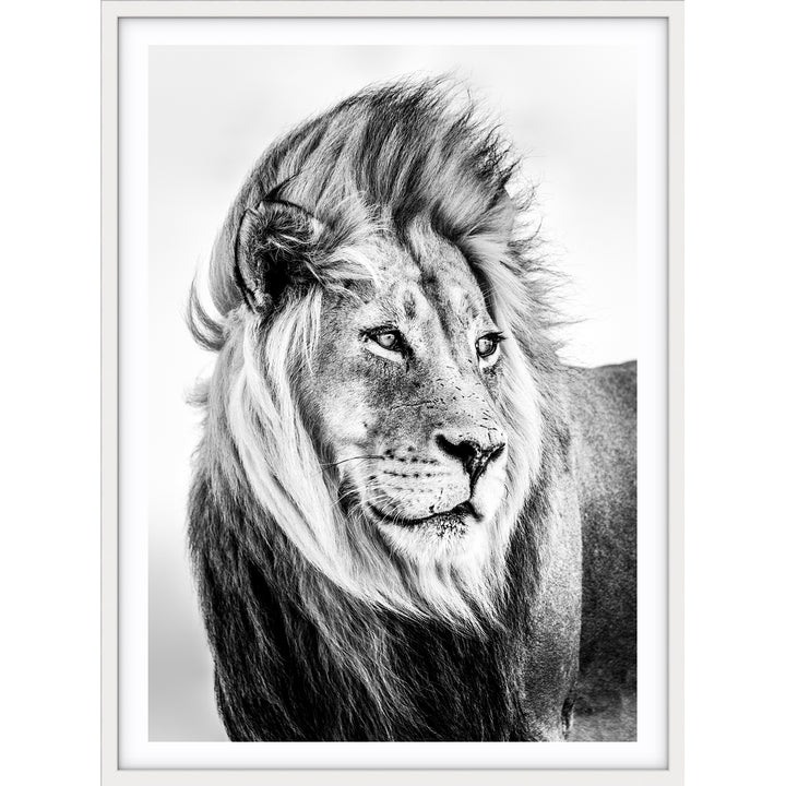 Lion - B&W
