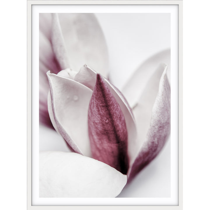 Magnolia II