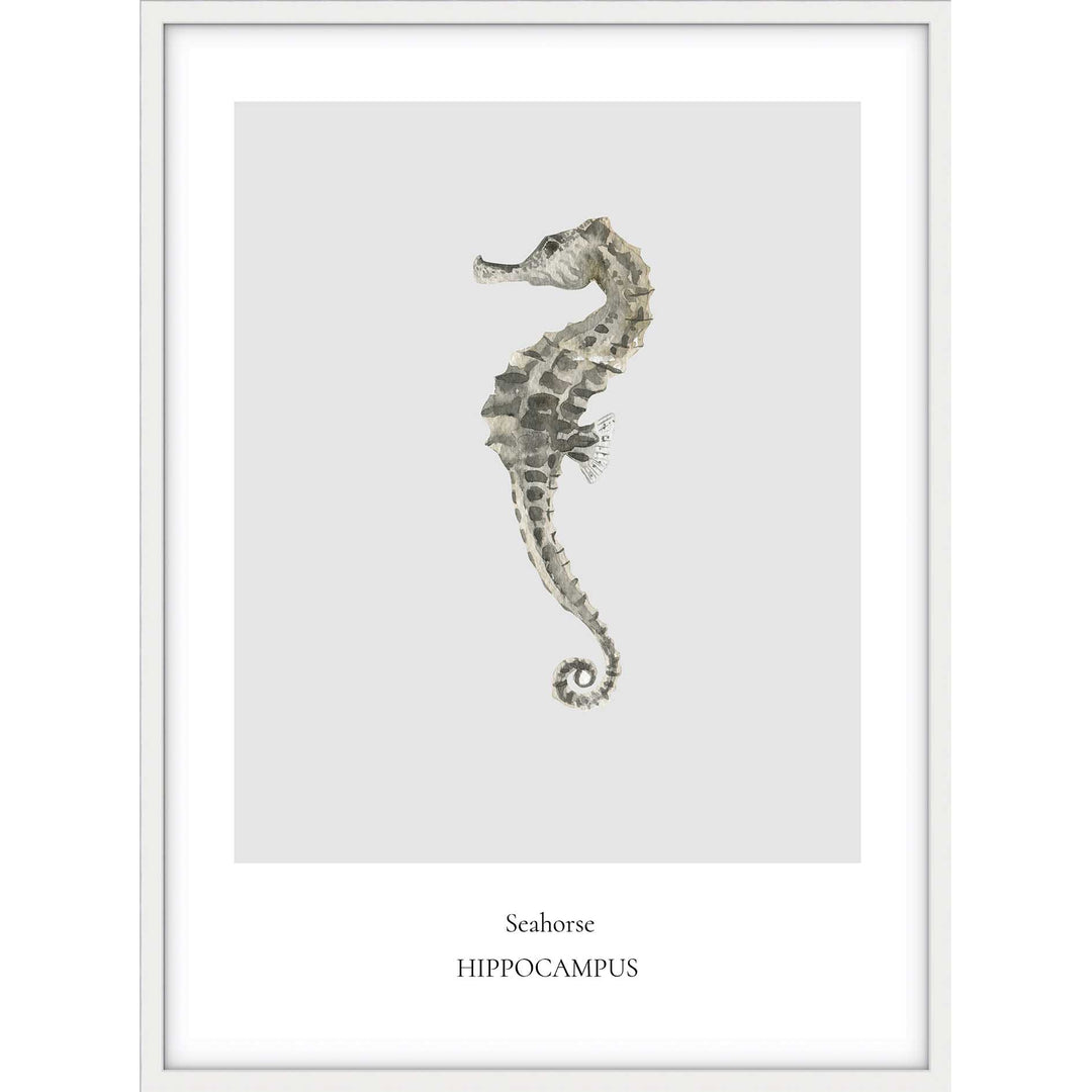 Seahorse