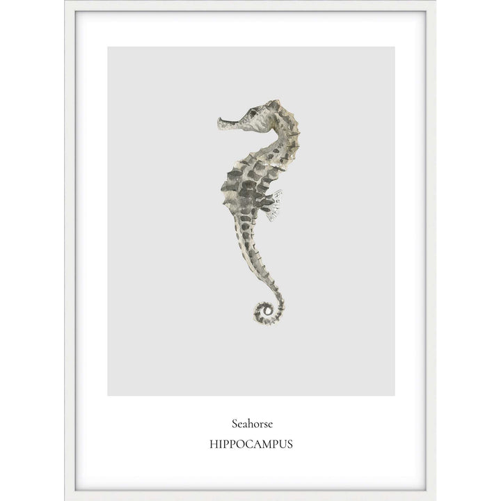Seahorse