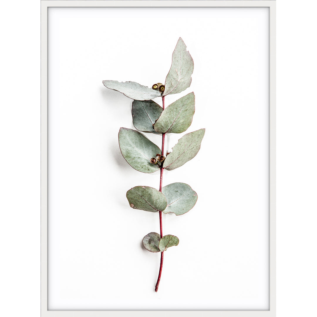 Eucalyptus Leaves no.2