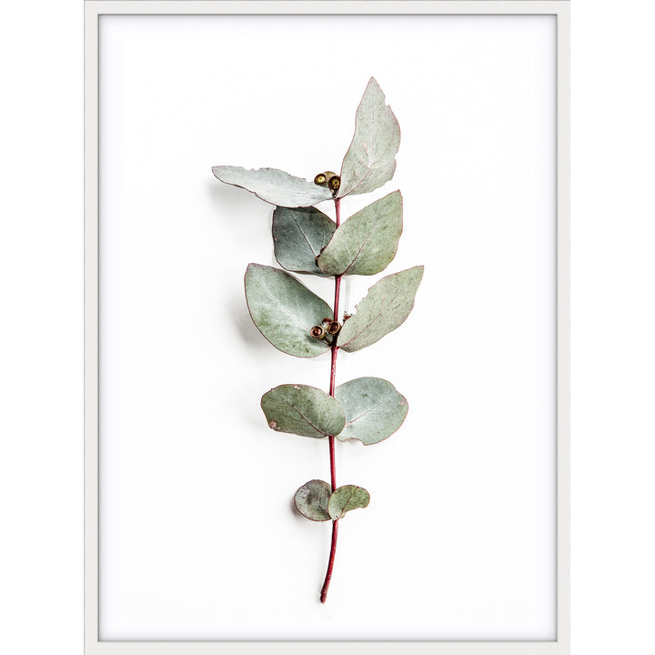 Eucalyptus Leaves no.2