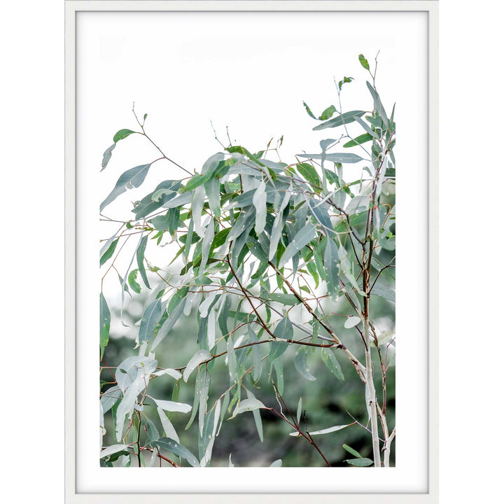 The Darling River Gum Leaves