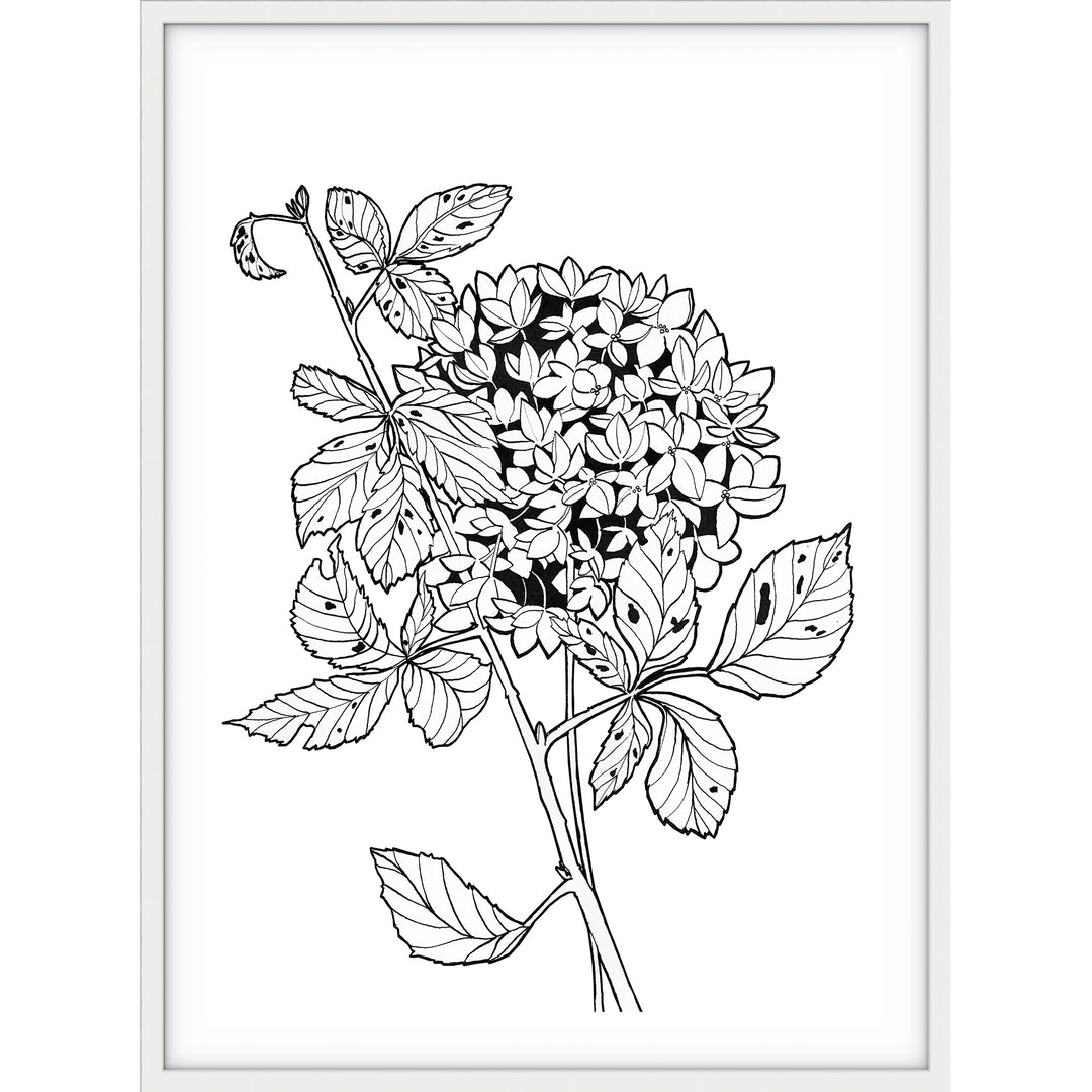 Hydrangea Sketch