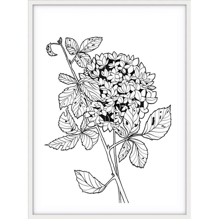 Hydrangea Sketch