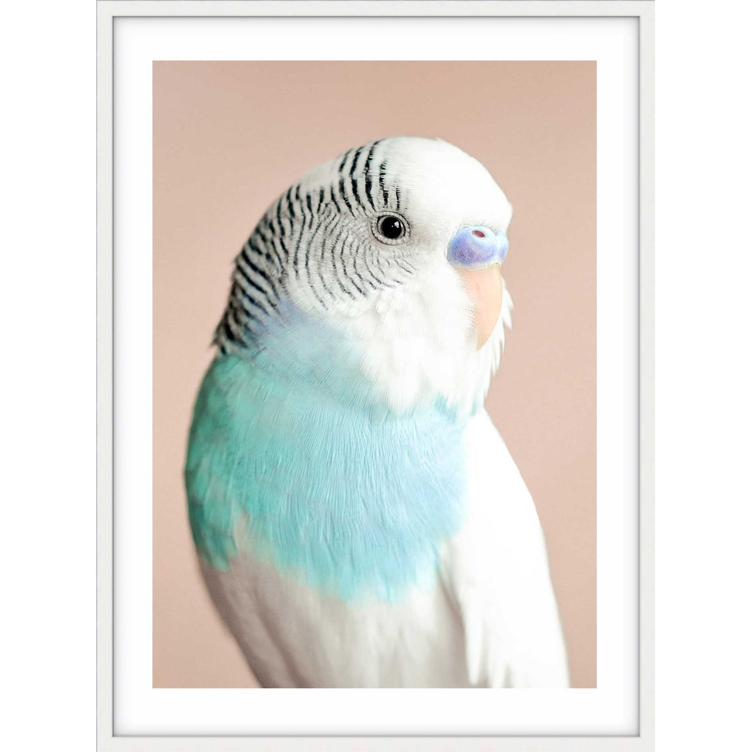 Parakeet