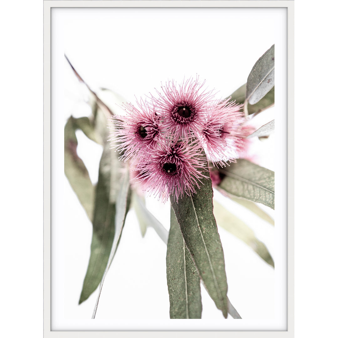 Pink Eucalyptus no.1