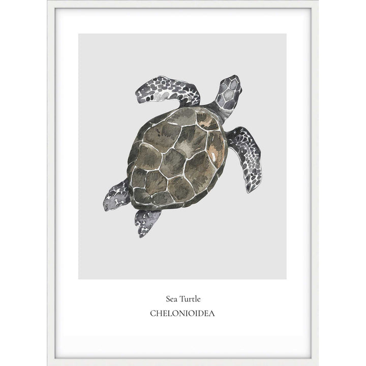 Sea Turtle