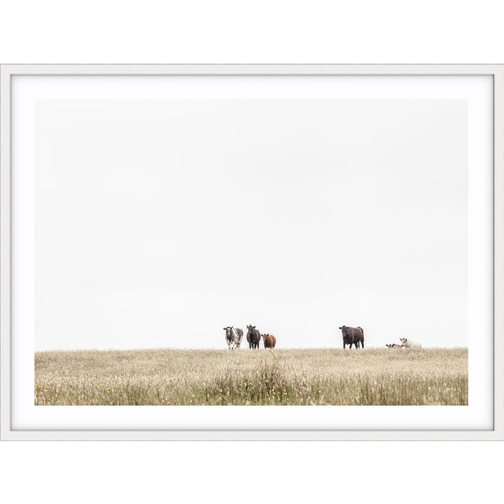 The Herd - Country Victoria