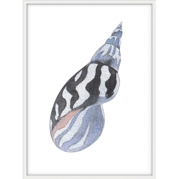 Shell no.3
