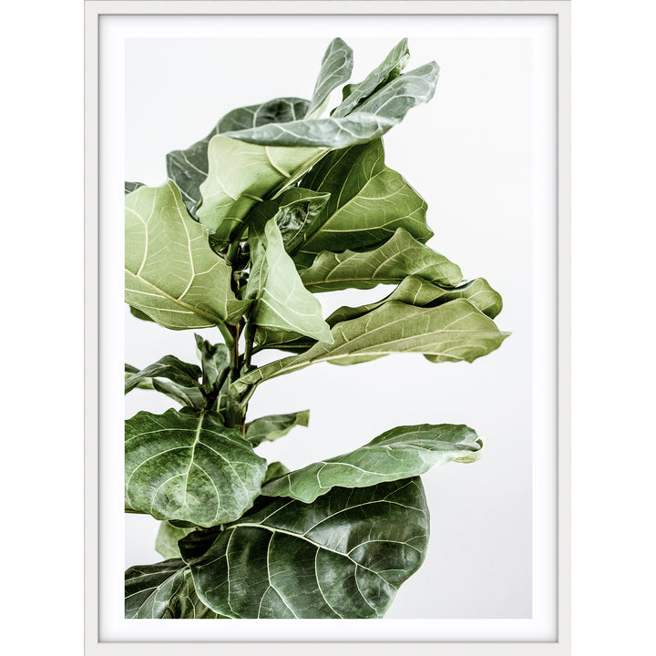 Fiddle Leaf no.1