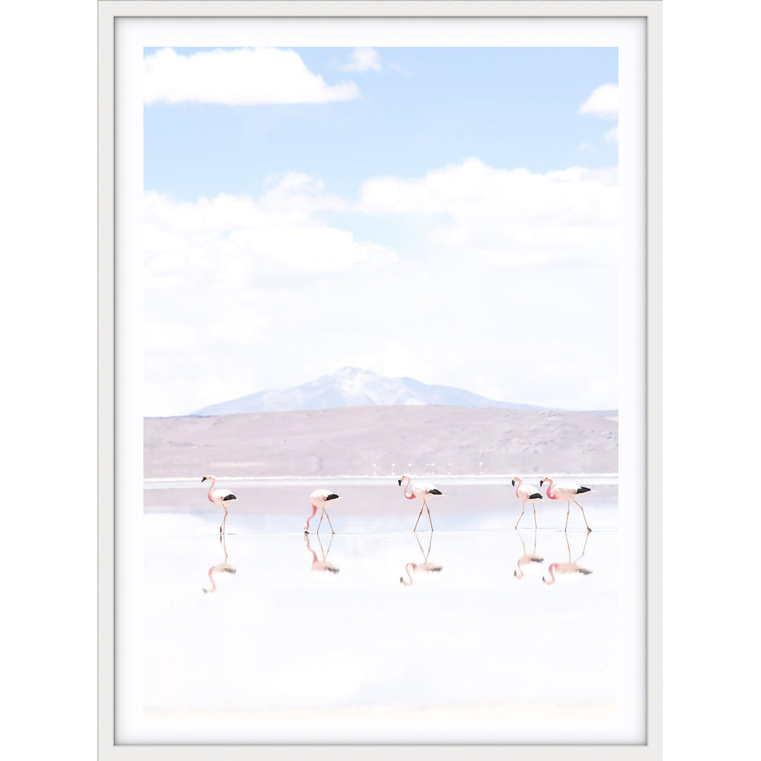 Flamingos - Chile