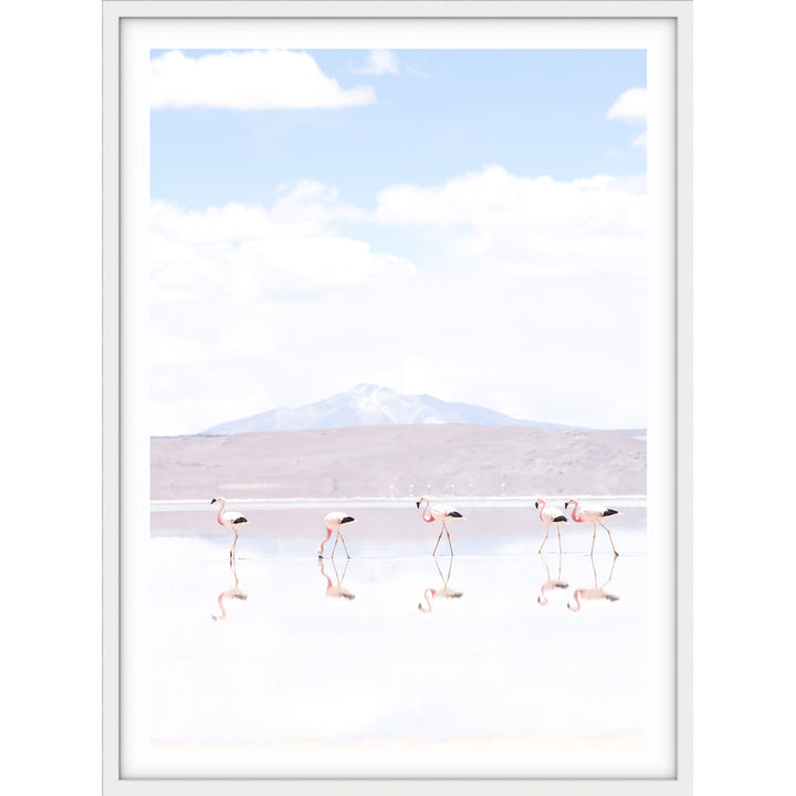 Flamingos - Chile