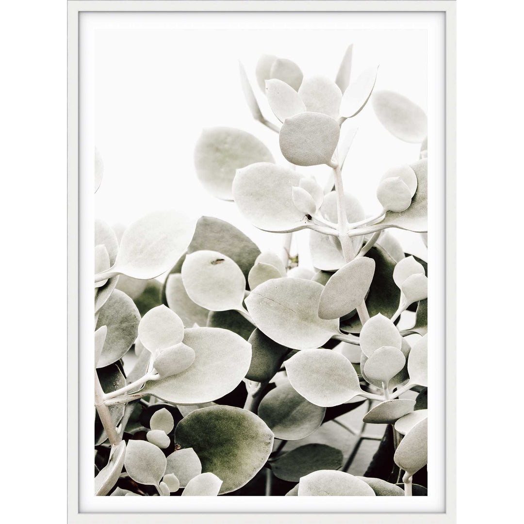 Sage Succulents