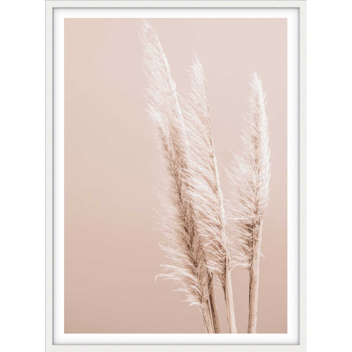 Pampas on Peach