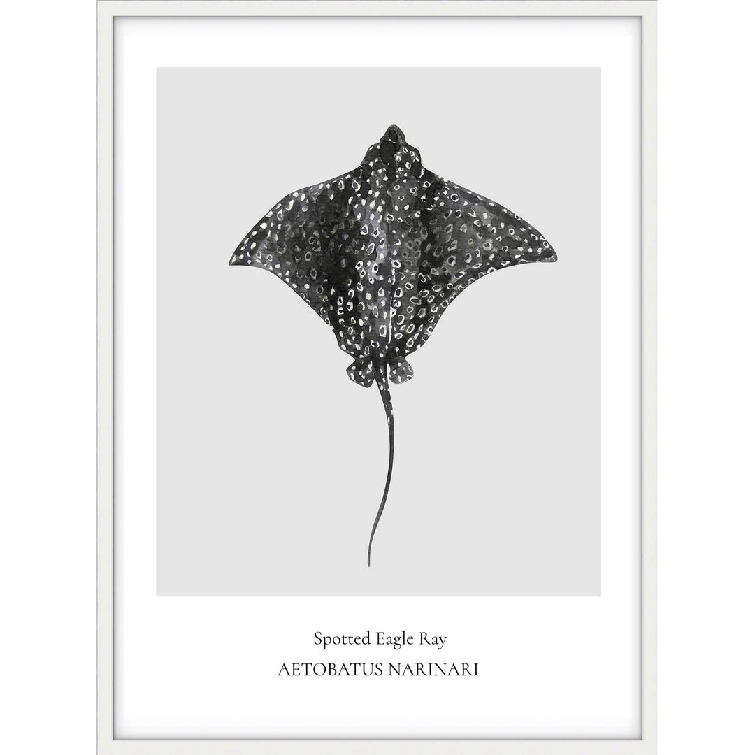Spotted Eagle Ray