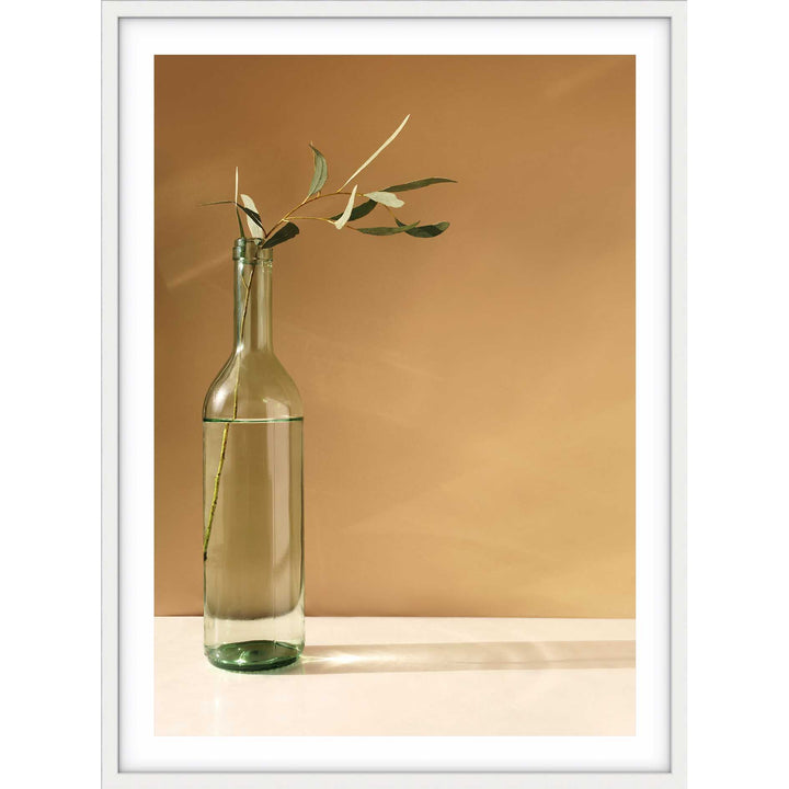 Eucalyptus Stem