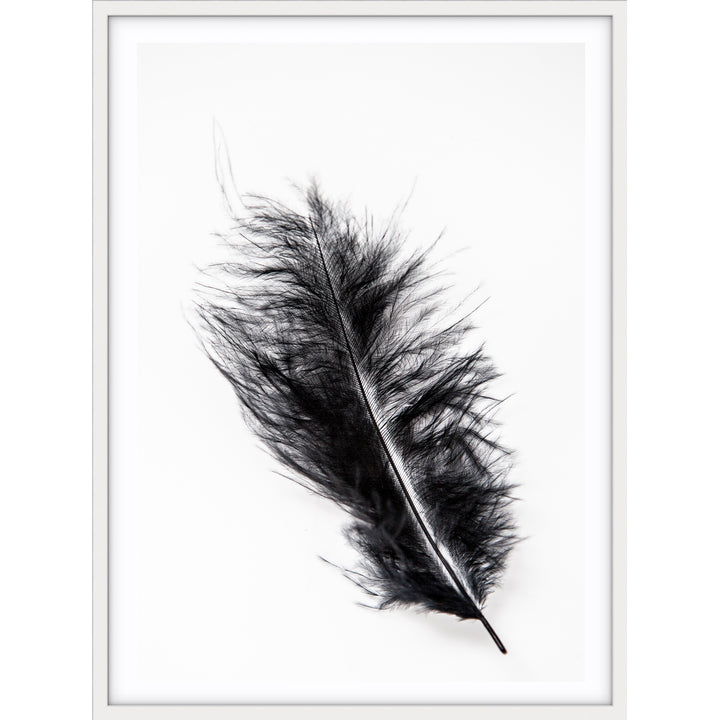 Black Feather